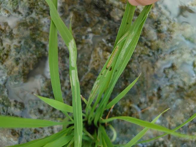 近日高屏地区二期稻作已陆续完成插秧，但高雄市美浓区、屏东县潮州镇及万丹乡等地出现瘤野螟，导致有田区受害。（高雄农改场提供／谢佳潾屏东传真）