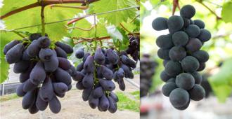 葡萄產業躍進新契機 品種、智能及循環三箭齊發