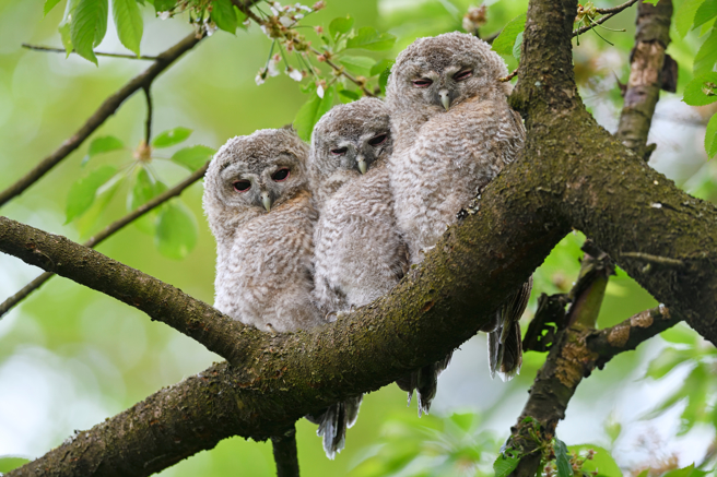 英国一对灰林鸮夫妻痛失宝宝，摄影师放入两只雏鸟代替，夫妻俩并未排斥，甚至对牠们视如己出。(示意图/达志影像)