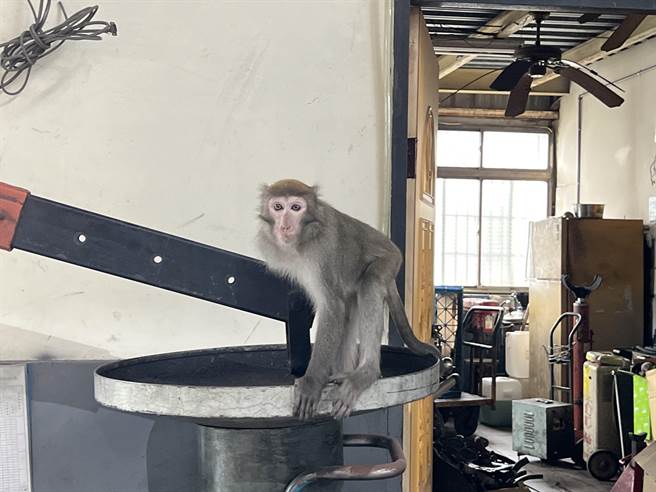 桃園市龍潭區聖亭路一家汽車檢驗廠，今天早上一隻獨臂台灣獼猴闖入。(呂筱蟬攝)