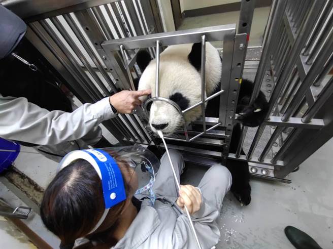 台北市立動物園將推出首次在大貓熊館登場的「動物保母講古解說」，民眾可在7月19日下午3時10分起看見保育員為大貓熊訓練的過程。（動物園提供／蔡佩珈台北傳真）