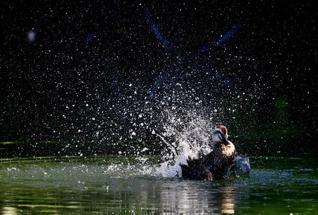 台東鳥友洗見花嘴鴨露天「洗澎澎」消暑，陶醉到華麗翻身，濺起壯觀的水花。（民眾提供／蕭嘉蕙台東傳真）
