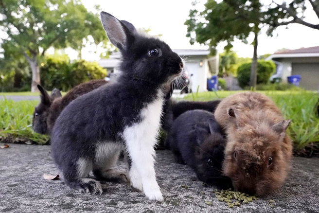 佛州劳德岱堡（Fort Lauderdale）一处社区遭到可爱的狮子兔群（lionhead rabbits）入侵。（图／美联社）