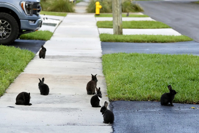 狮子兔群（lionhead rabbits）在佛州社区杰纳达岛（Jenada Isles）街道上活蹦乱跳。（图／美联社）