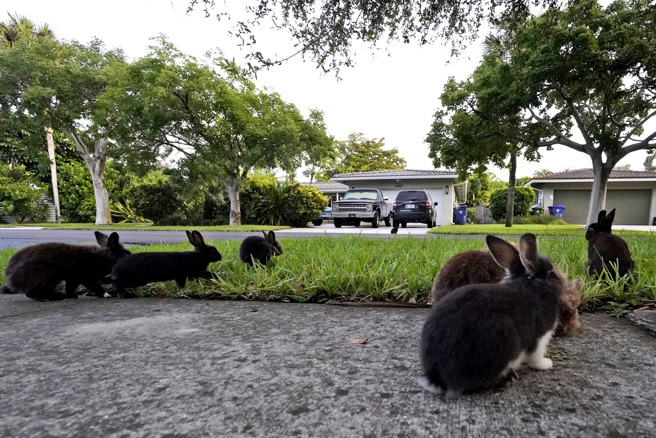 狮子兔群（lionhead rabbits）在佛州社区杰纳达岛（Jenada Isles）街道上活蹦乱跳。（图／美联社）
