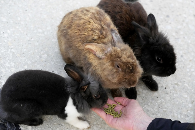佛州社区杰纳达岛（Jenada Isles）居民喂食狮子兔群（lionhead rabbits）。（图／美联社）