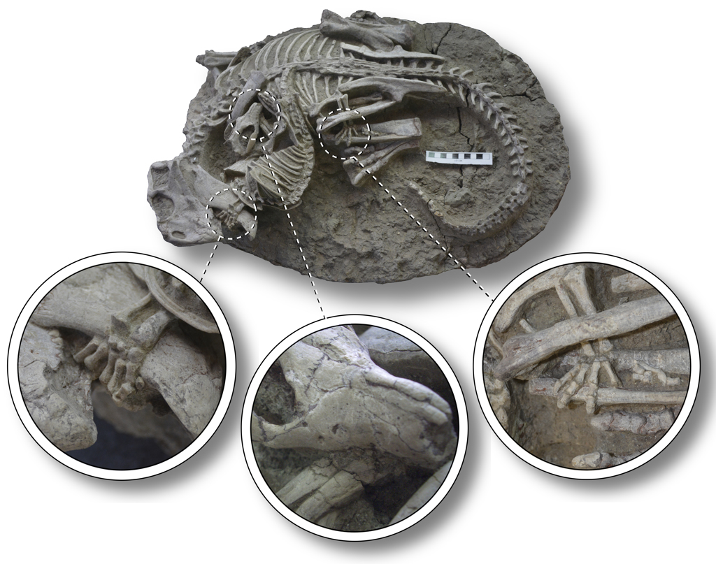 综合法新与路透社报导，科学家团队今天表示，这块中国出土的化石，保留了哺乳类与恐龙的打斗场景，表明小型哺乳动物捕食白垩纪时期主宰地球的恐龙的次数远超想像。图/ 美联社(photo:ChinaTimes)