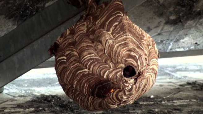 清明后至中秋前，是虎头蜂出没旺季。（情境示意图 / 中时资料照）