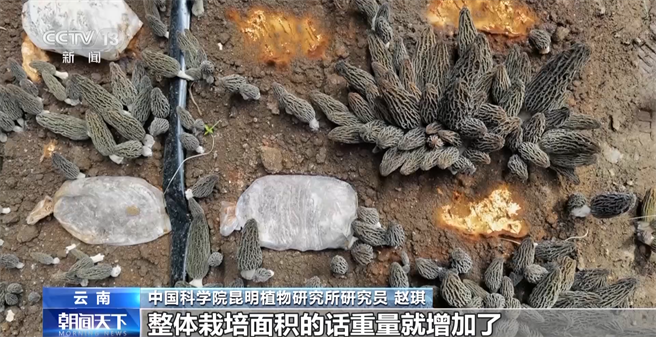 神舟十六号乘组将择机开展出舱活动，航太育种安排上了。图为中国科学院昆明植物研究所科研团队就从神舟十二号搭载的羊肚菌菌种中，成功筛选并培育出了具有优良性状的新品种。（大陆央视）