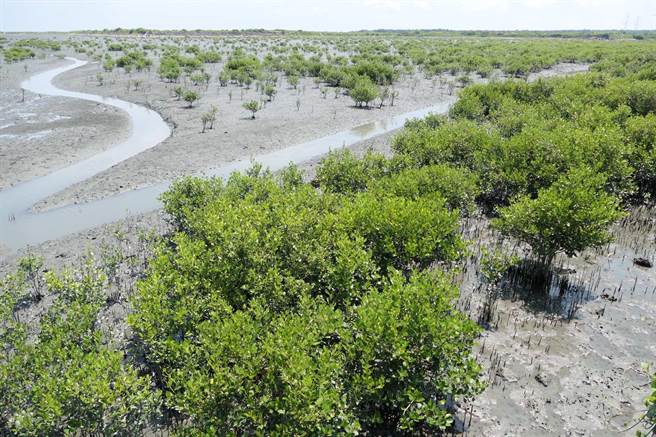 云林县麦寮乡浊水溪出海口红树林危及台湾旱招潮蟹栖地生态，将进行疏伐。（张朝欣摄）