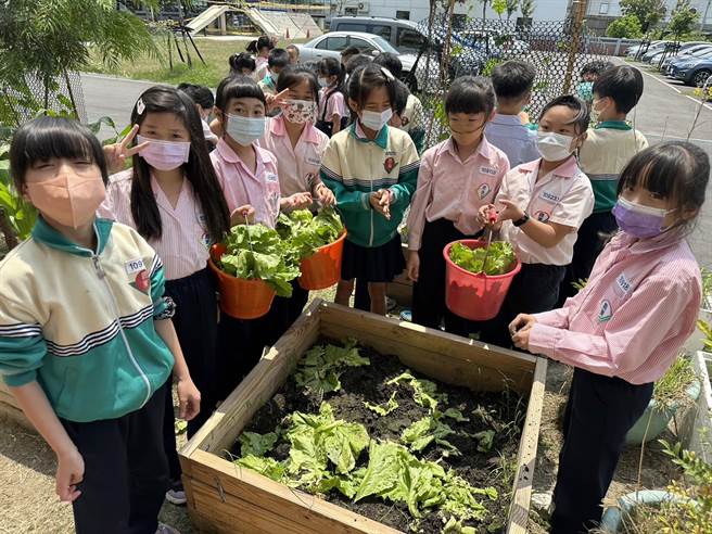 彰化县鹿港镇鹿东国小体验种菜。（彰县府提供／孙英哲彰化传真）