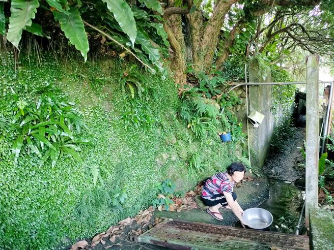 謝姓婦人在溪邊洗衣服，驚見2米大蛇。（新北市動保處提供）