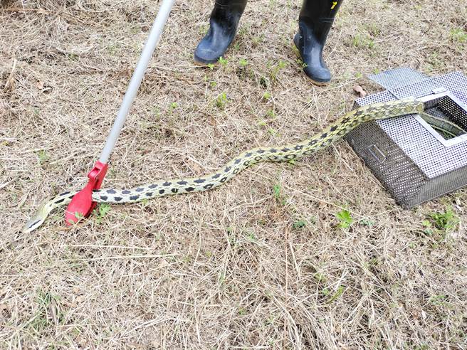 動保員捕獲黑眉錦蛇，帶往深山野林處野放。（新北市動保處提供）