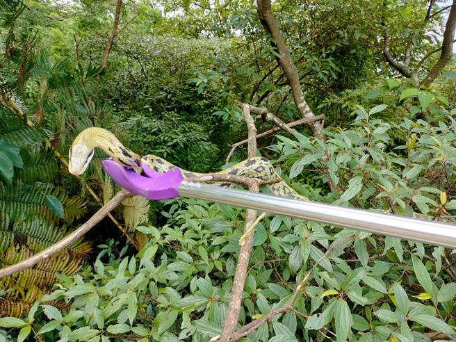 動保員捕獲黑眉錦蛇，帶往深山野林處野放。（新北市動保處提供）