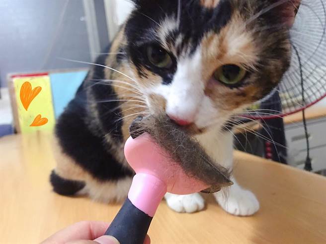 清除毛寶貝身上的廢毛，剃腳底毛讓肉球有更多涼爽的面積散熱。（新北市動保處提供）