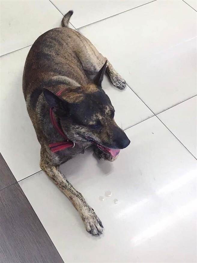 毛寶貝會將身體上感受到熱的部位靠在冰涼的地板或物件上，將熱傳導出去，飼主可依家中毛孩的喜好需求，選擇合適的涼墊等散熱商品。（新北市動保處提供）