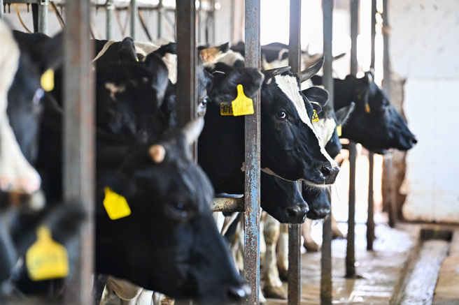 大陆经济復甦不如预期，酪农业面临衝击。（示意图／新华社）