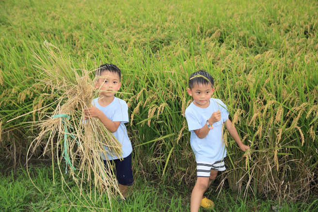 「2023北投割稻趣体验活动」22日在关渡平原登场，民眾体验创意稻草人制作。（张铠乙摄）