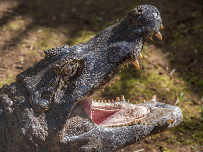 短吻鱷在美国佛州是常见的野生动物。（示意图／Shutterstock）