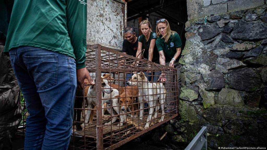 动物保护团体指出，动保人士多年来施压要求停止买卖狗肉和猫肉后，印尼苏拉威西岛（Sulawesi）一处动物市场已终止贩卖狗肉与猫肉。（美联社）(photo:ChinaTimes)