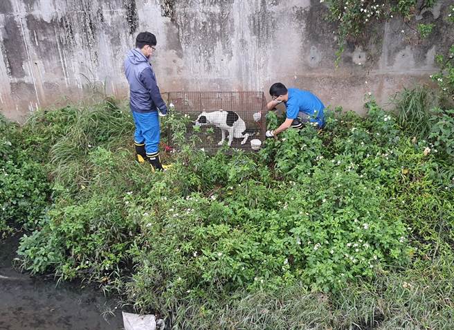 新竹市政府今年开通1959动物保护专线窗口，截至目前，新竹市已受理超过750件，平均每月约有100通电话通报。（新竹市政府提供／陈育贤新竹传真）