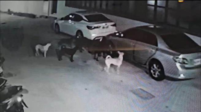 监视器画面清楚录下5只野狗撕咬下汽车挡泥板。（民眾提供／许逸民澎湖传真）