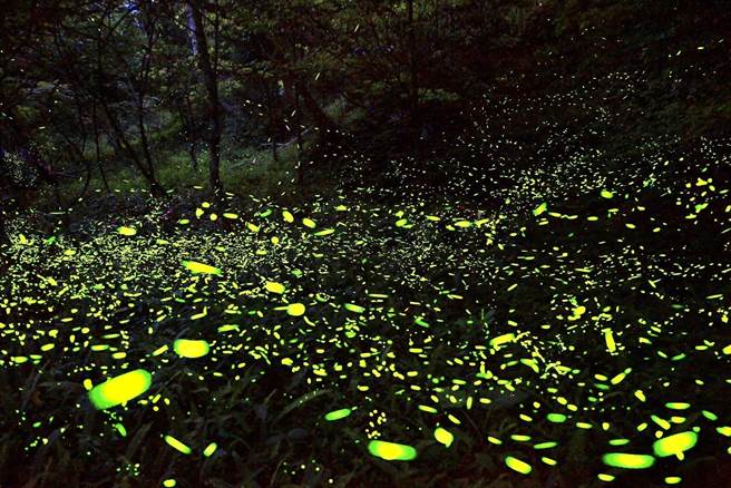 杉林溪的纹胸黑翅萤（纹萤）近期大发生，入夜可以跟着生态导览专家参加萤光闪舞盛宴。（杉林溪自然生态教育中心提供／杨静茹南投传真）