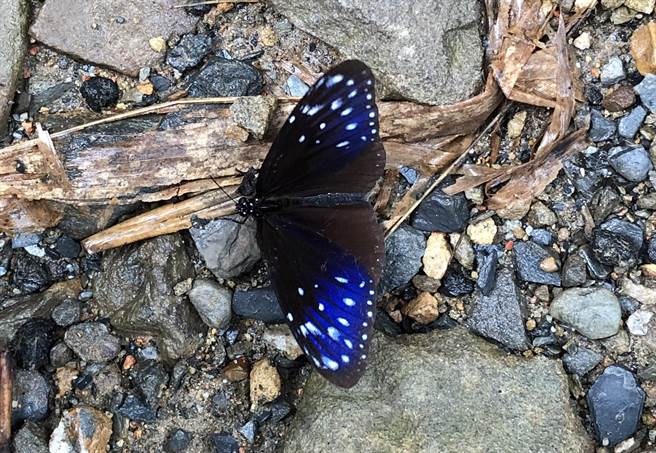 埔里鲤鱼潭栽种逾1.6万棵蝴蝶的食草及蜜源植物，成为赏紫斑蝶等蝴蝶的重要据点之一。（杨静茹摄）