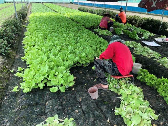 雲林縣農民擔心蔬果「被颱風收走」，進行部分搶收以免血本無歸。（張朝欣攝）