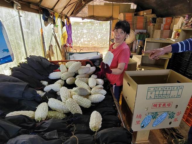 杜蘇芮颱風來襲前農友搶收苦瓜，避免因為風雨造成裂果或遭強風掃落欲哭無淚。（民眾提供／楊靜茹南投傳真）