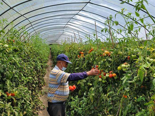 農友在凌晨3、4時天未亮，就到田裡搶收牛番茄，強調現在嚴重缺工，自己採比較快。（民眾提供／楊靜茹南投傳真）