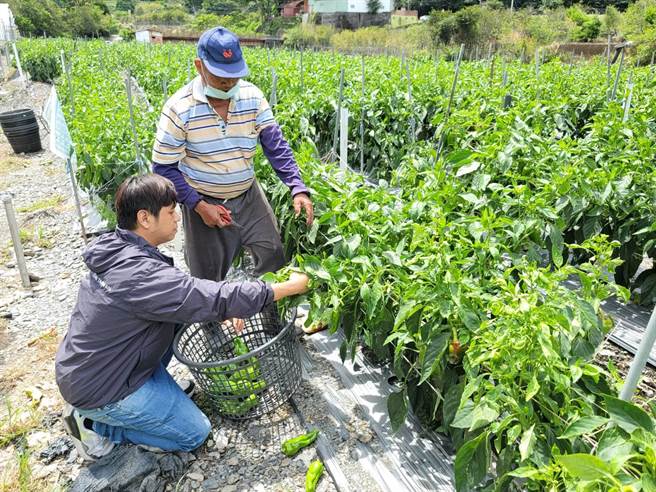 仁愛鄉夏季蔬果，如青椒、牛番茄、櫛瓜、敏豆等，不僅怕風雨，更怕交通中斷運不出去。（民眾提供／楊靜茹南投傳真）