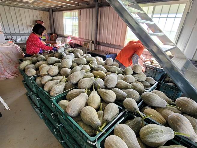 南瓜能暫時儲存，但不能放的苦瓜、絲瓜等，將加緊採收出貨。（民眾提供／楊靜茹南投傳真）