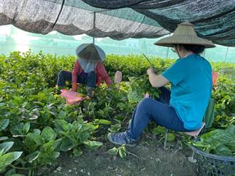 杜蘇芮颱風未到菜價先漲4成 農民嘆：採不夠賣