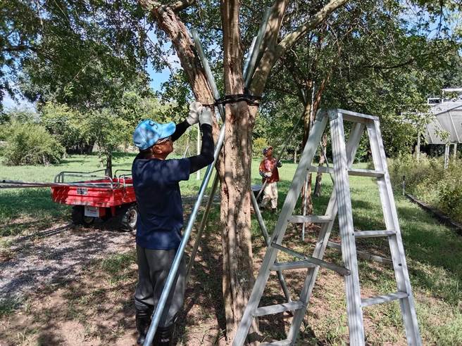因应颱风来袭，文化局各场馆针对树木加固浅根植栽，修剪树幅。（曹婷婷摄）