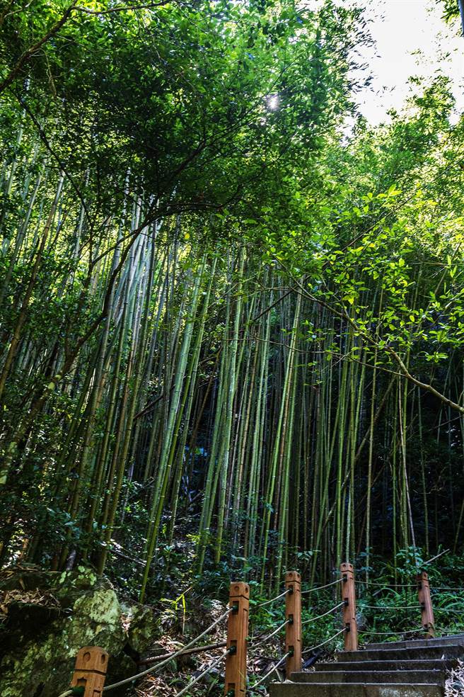 「森游竹县」寻宝专家前3名，力推军舰岩步道沿线竹林，是「竹县版」的岚山森林。（罗浚滨摄）