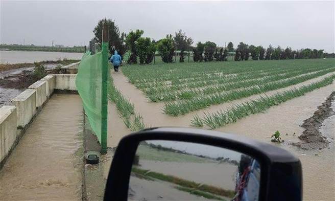 青葱怕水，只要下雨青葱就会全数泡汤，因此农民抢收所有可採收的青葱，防止青葱泡汤。（本报资料照片）
