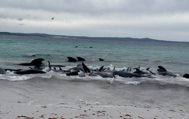 数十头在西澳州阿尔巴尼市（Albany）附近海滩搁浅。（路透社）