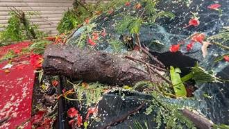颱風豪雨不斷台東路樹倒 市區3車損毀 一片狼藉影像曝光