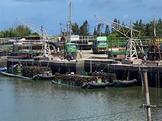 杜蘇芮颱風來襲 雲林蚵農搶收牡蠣入袋為安