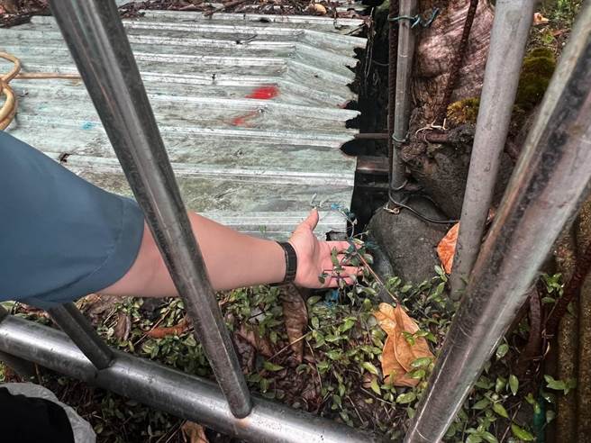 ▲市议员吴骅珈指出，附近也有植物疑似是被相同顏色的涂料染色，并要求环保局严查。（基隆市议员吴骅珈提供／徐佑升基隆传真）