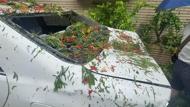 台东市鲤鱼山1棵高大的凤凰木倾倒，总共有3台汽车跟民宅冷气受损。（蔡旻妤摄）