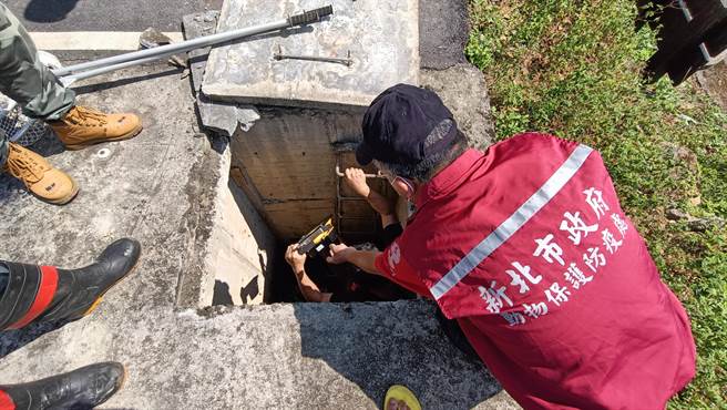 營救人員進入涵箱搜尋疑似受困犬隻。（新北市動保處提供）