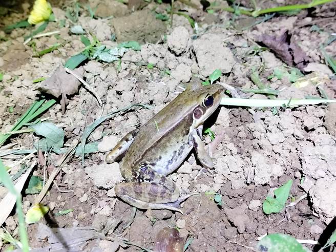 營救人員在涵箱內發現貢德氏赤蛙棲息。（新北市動保處提供）