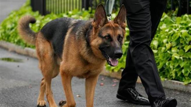 美国总统拜登夫妇饲养的一只狗，在4个月内咬伤7名特勤局人员，其中1人因手臂和腿部受伤住院。（美联社）