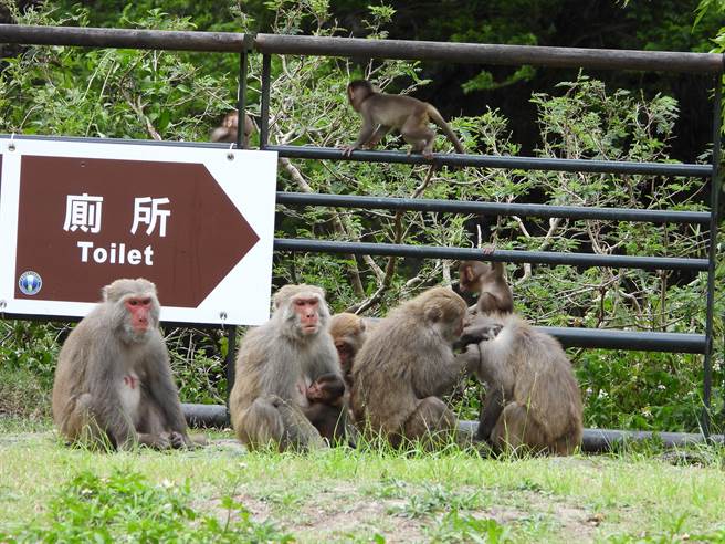 猴群出没在天祥游憩区。（太管处提供／王志伟花莲传真）