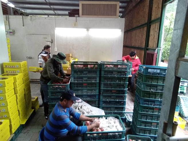 杜苏芮颱风来势汹汹，武陵农场抢收水蜜桃。（武陵农场提供／陈淑娥台中传真）