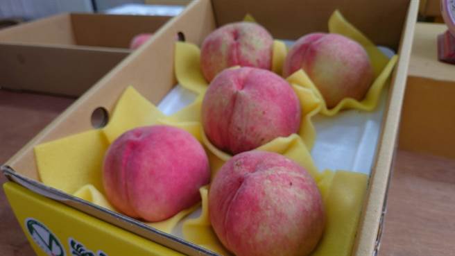 杜苏芮颱风来势汹汹，武陵农场抢收水蜜桃。（武陵农场提供／陈淑娥台中传真）