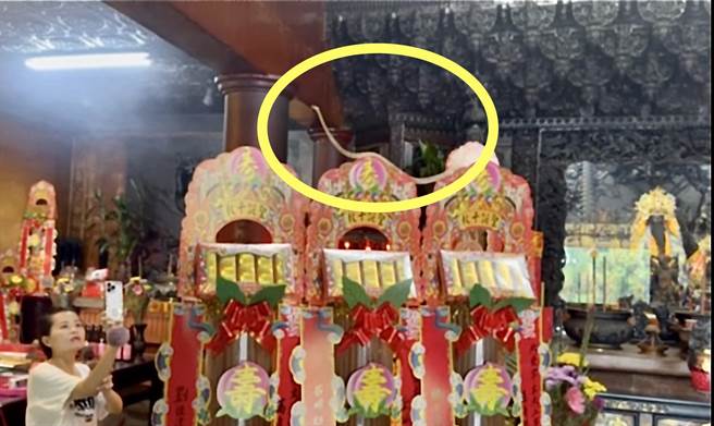 天受宫主祀玄天上帝，创庙起每年端午前后都有蛇报到参礼，今年大头蛇迟到约1个月才现身。（陈政雄提供／杨静茹南投传真）