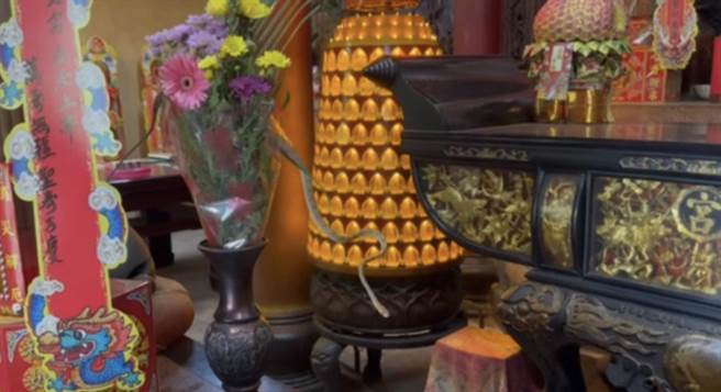 大头蛇一下子抬头吐信、一下子又弯腰，很像是向帝爷公「参礼」。（陈政雄提供／杨静茹南投传真）